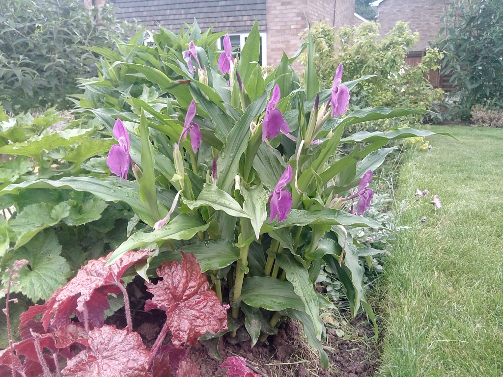 Roscoea purpurea in a garden border.